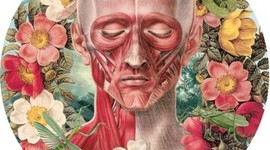 Timeline: LINEA DEL TIEMPO DE LA ANATOMÍA Y FISIOLOGÍA