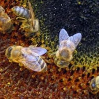 Timeline: Apicultura en México y el mundo