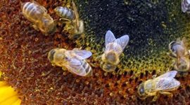 Timeline: Apicultura en México y el mundo