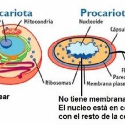 Timeline: APORTES CIENTIFICOS AL CONCEPTO DE CELULA