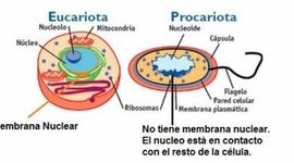 Timeline: APORTES CIENTIFICOS AL CONCEPTO DE CELULA