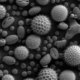 Misc pollen