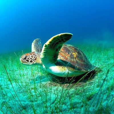 Timeline: Practica 5. Linea del tiempo