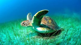 Timeline: Practica 5. Linea del tiempo