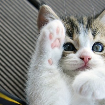 Timeline: 1782 Timeline