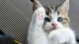 Timeline: 1782 Timeline