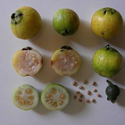 Timeline: Plantando o Futuro - Goiaba Araçá