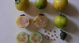 Timeline: Plantando o Futuro - Goiaba Araçá