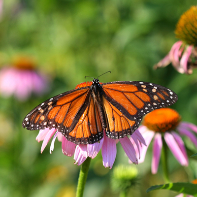 Timeline: Avances de la biología en México en el S.XX