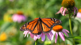 Timeline: Avances de la biología en México en el S.XX