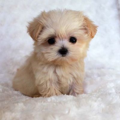 Timeline: Lily M's Timeline