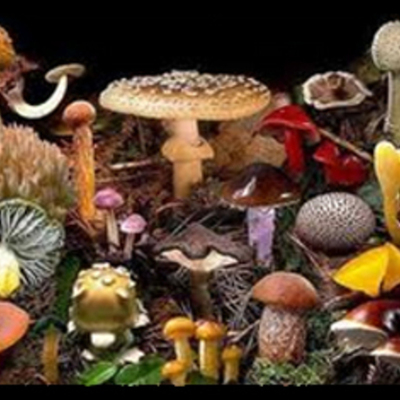 Timeline: Linea del tiempo de Micologia