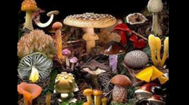 Timeline: Linea del tiempo de Micologia