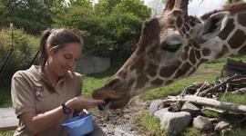 Timeline: Achieveing Zoology