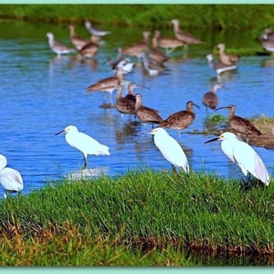 Timeline: Pantanos de Villa