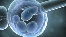 Timeline: Reproducción Asistida