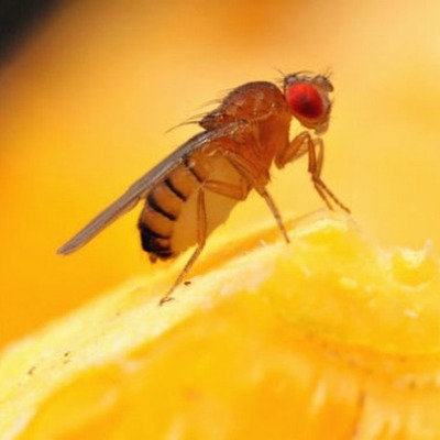 Timeline: LIFE OF A FRUIT FLY