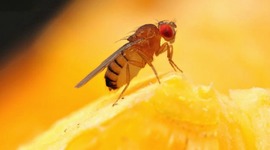 Timeline: LIFE OF A FRUIT FLY