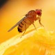 How to get rid of fruit flies housewifehowtos share