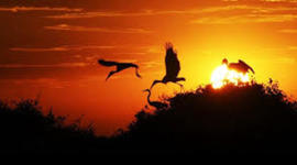 Timeline: 40 ANOS DO MATO GROSSO DO SUL