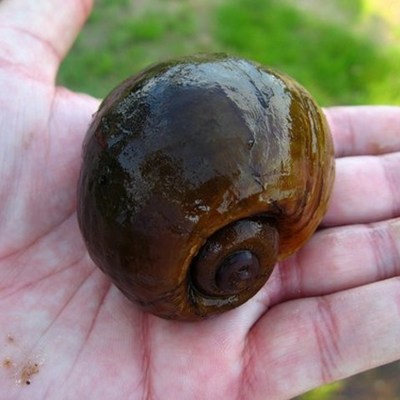 Timeline: LINEA DEL TIEMPO