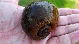 Timeline: LINEA DEL TIEMPO