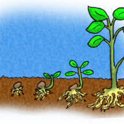 Timeline: The Plant Life Cycle