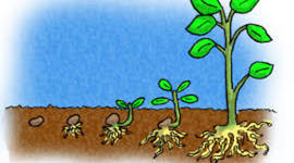 Timeline: The Plant Life Cycle