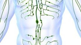 Timeline: Historia del sistema linfático