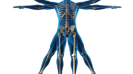 Timeline: HISTORIA DE LA ANTROPOMETRIA