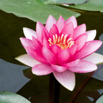 Timeline: Jennifer Mituzas, 9/18/17