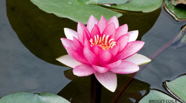 Timeline: Jennifer Mituzas, 9/18/17