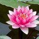 Lotusflower