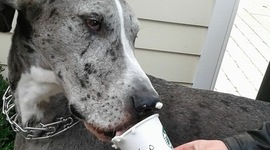 Timeline: PBL Badge: Essay Time Management