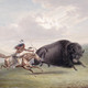 Buffalo hunt