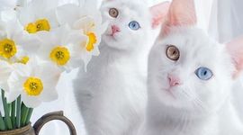 Timeline: historia de los gatos