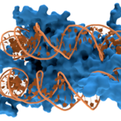 Timeline: Biología Molecular: ¿Cómo se descubrió el ADN?