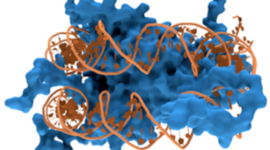 Timeline: Biología Molecular: ¿Cómo se descubrió el ADN?