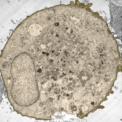 Timeline: Historia de la célula y el microscopio.