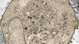 Timeline: Historia de la célula y el microscopio.