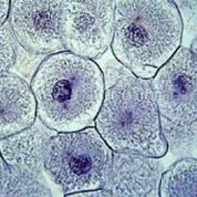 Timeline: Historia del microscopio y la célula