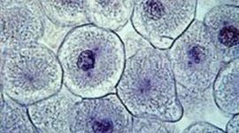 Timeline: Historia del microscopio y la célula