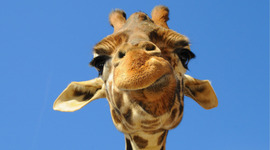 Timeline: World tour