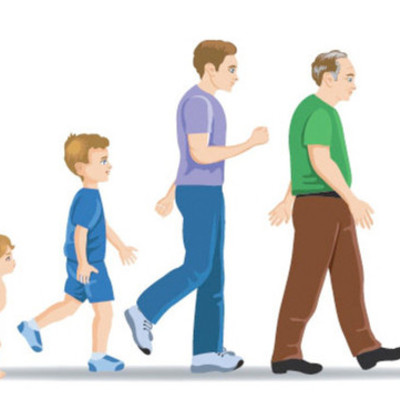 Timeline: Etapas de la Vida del ser Humano