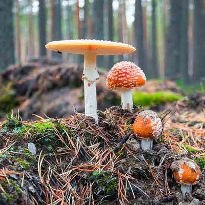 Timeline: Micología