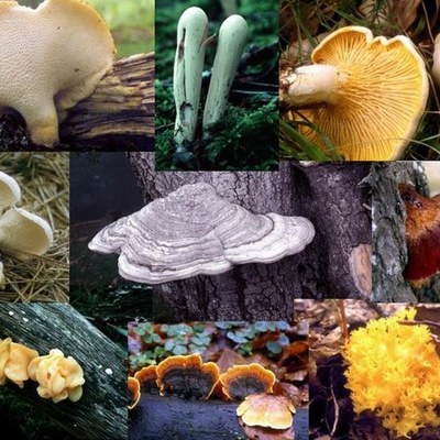 Timeline: Historia de la Micología