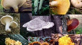 Timeline: Historia de la Micología