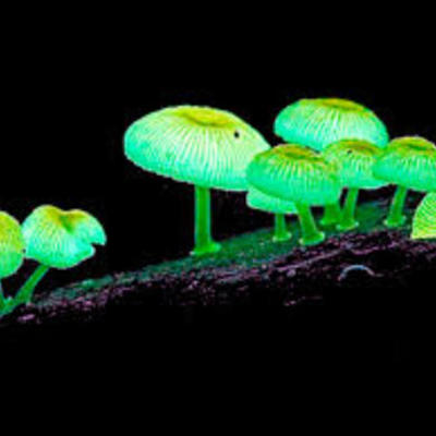 Timeline: Micologia - Steven Vargas