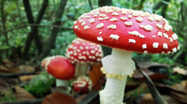 Timeline: Historia micologia