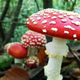 2880x1800 mushroom kingdom by musback